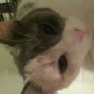 Meet your Posher, Lob